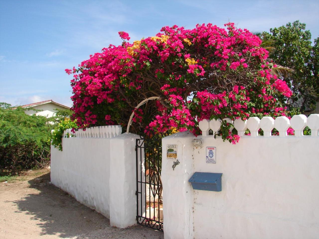 Villa Bougainvillea Aruba, The Tango Suite Palm Beach Exterior photo