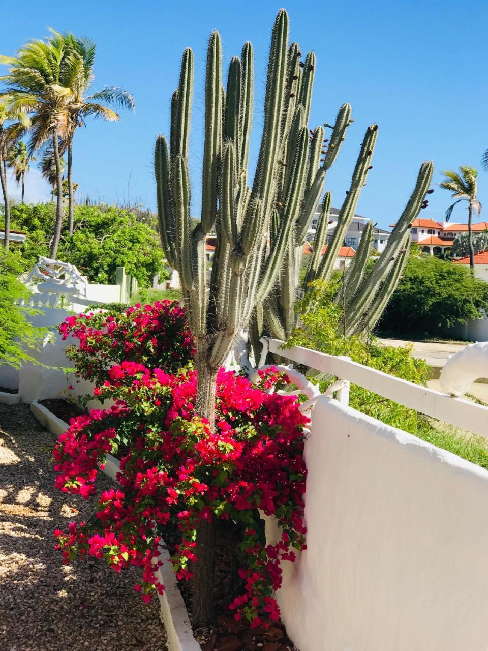 Villa Bougainvillea Aruba, The Tango Suite Palm Beach Exterior photo